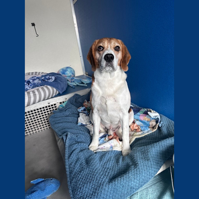 Photo of Scout