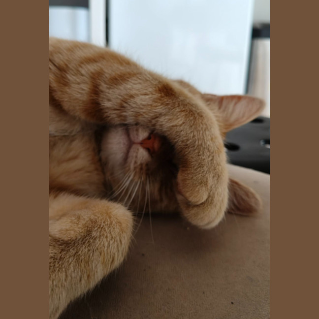 Photo of Mrs Garfield