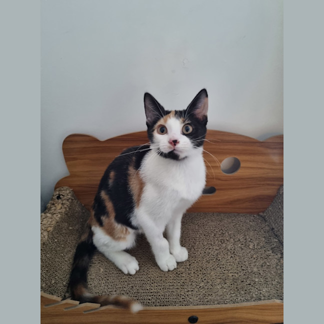 Photo of Callie Bean