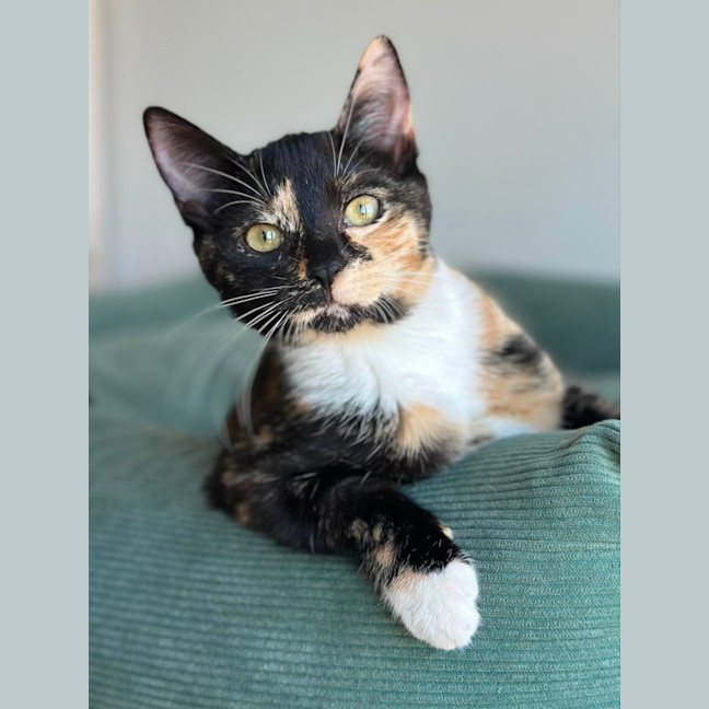 Photo of Holly & Ivy