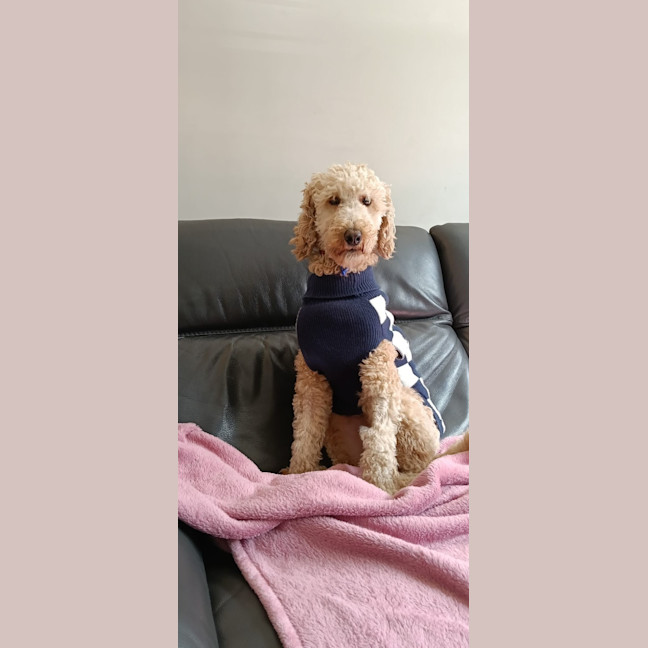 Photo of Isla   5 Year Old Groodle