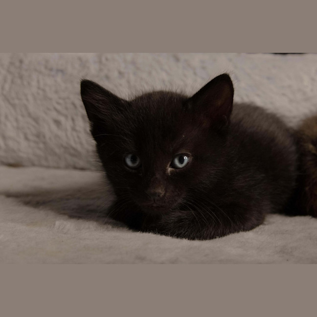 Photo of Hex