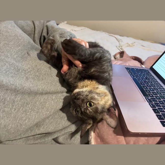 Photo of Rocket (With Groot)