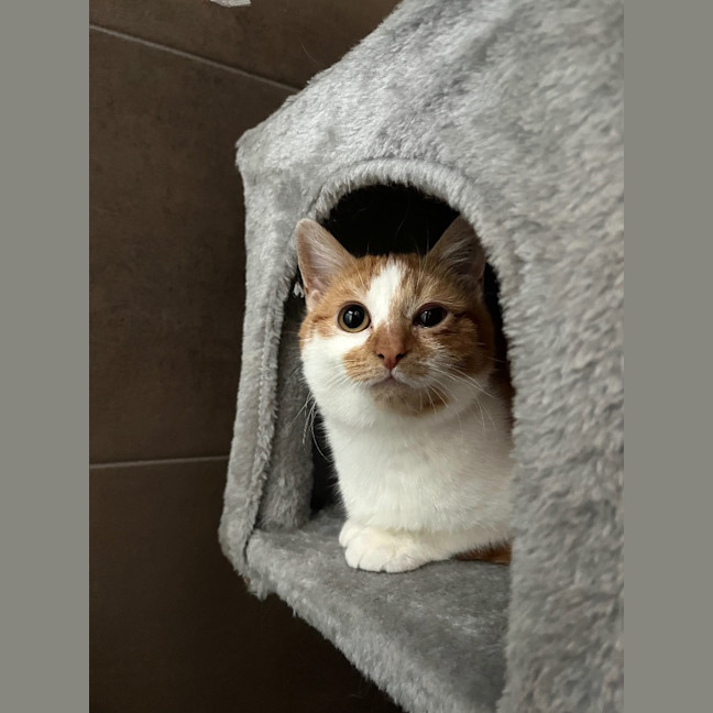 Photo of Marigold