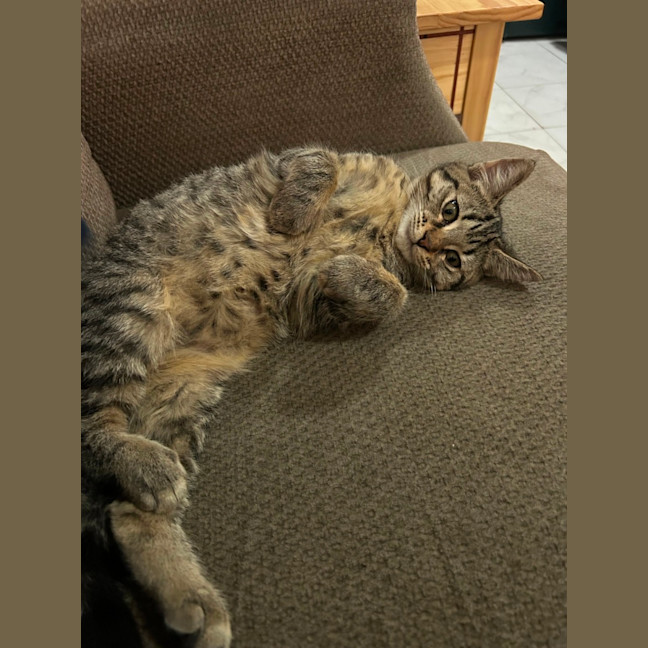 Photo of Tonks
