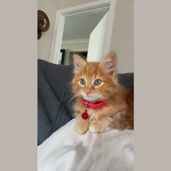 Photo of Buddy   Located In Pakenham