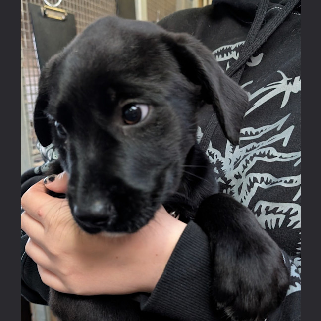 Photo of Lilly