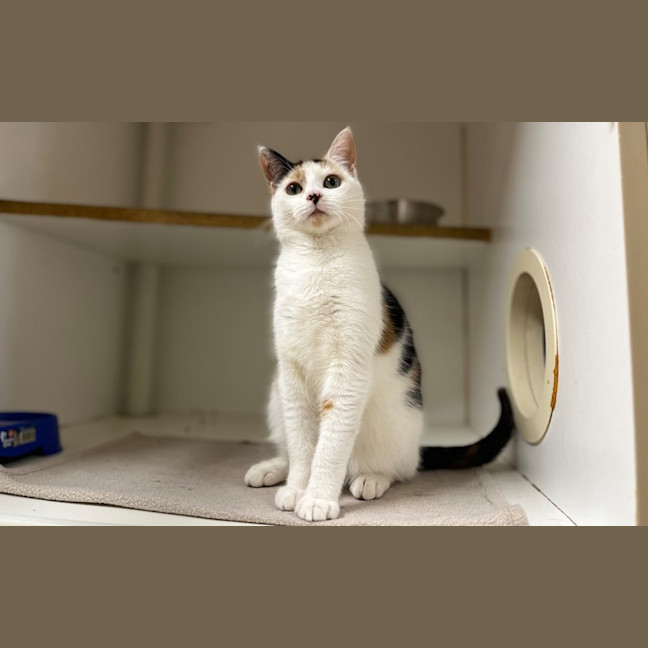 Photo of Callie
