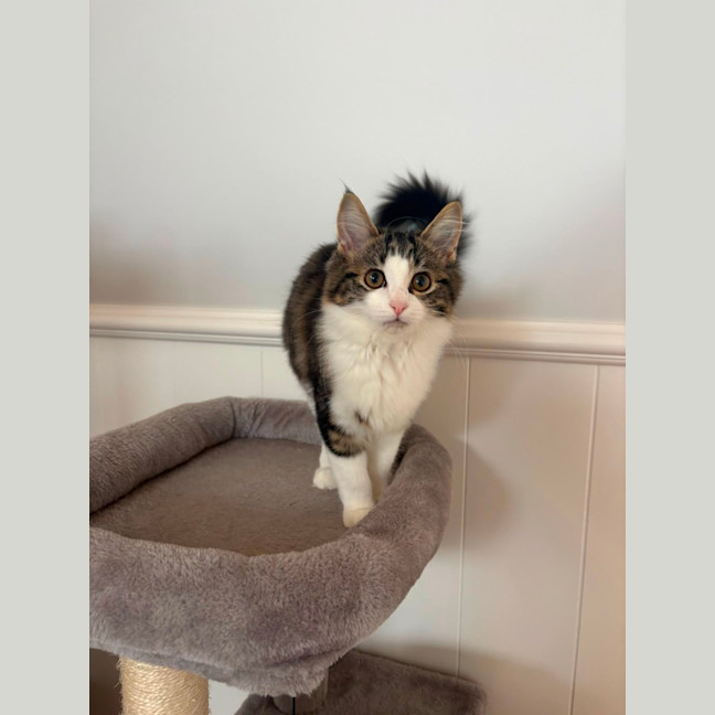 Photo of Maisie