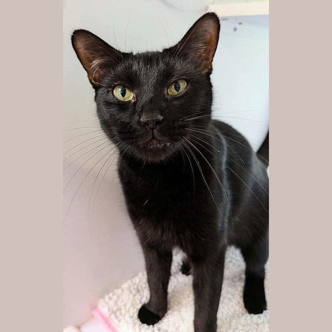 Photo of Midnight