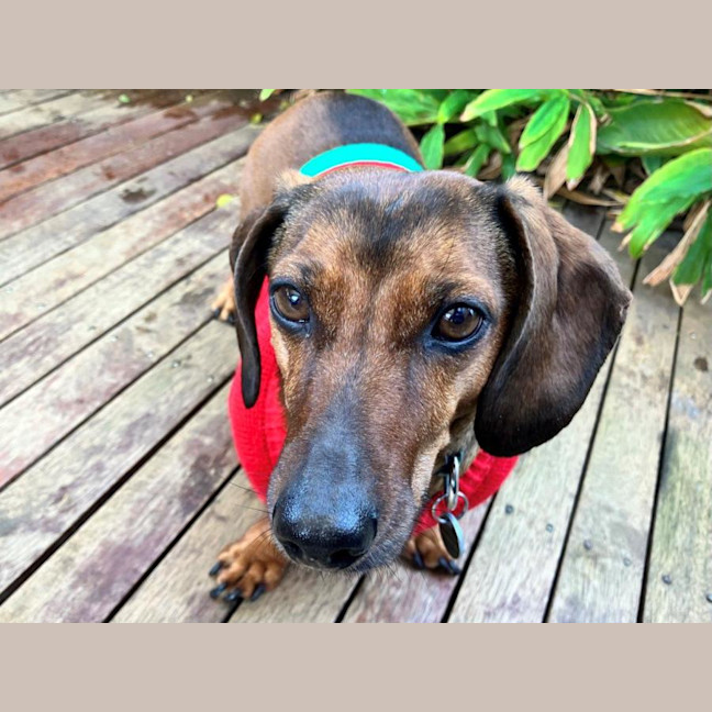 Photo of Frankie Silvanus