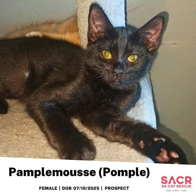 Photo of Pamplemousse (Pomple)