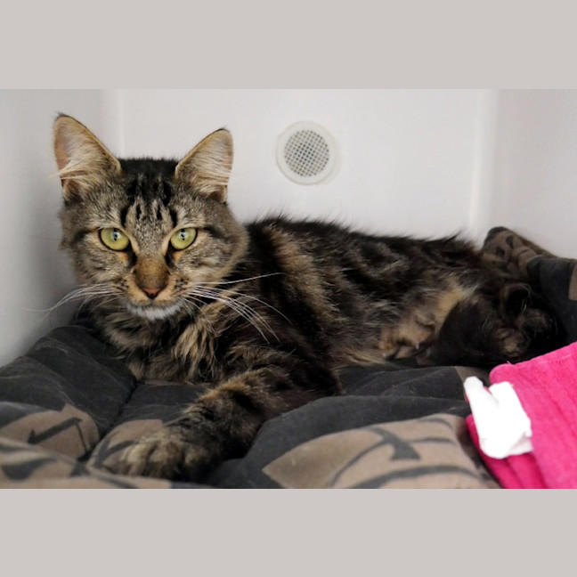 Photo of Giselle (Gg) Sua013543