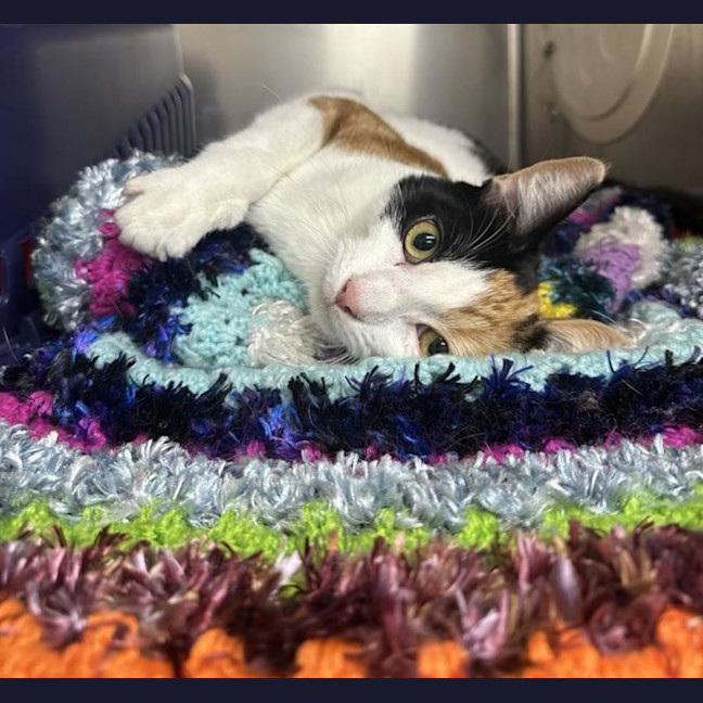 Photo of Piper