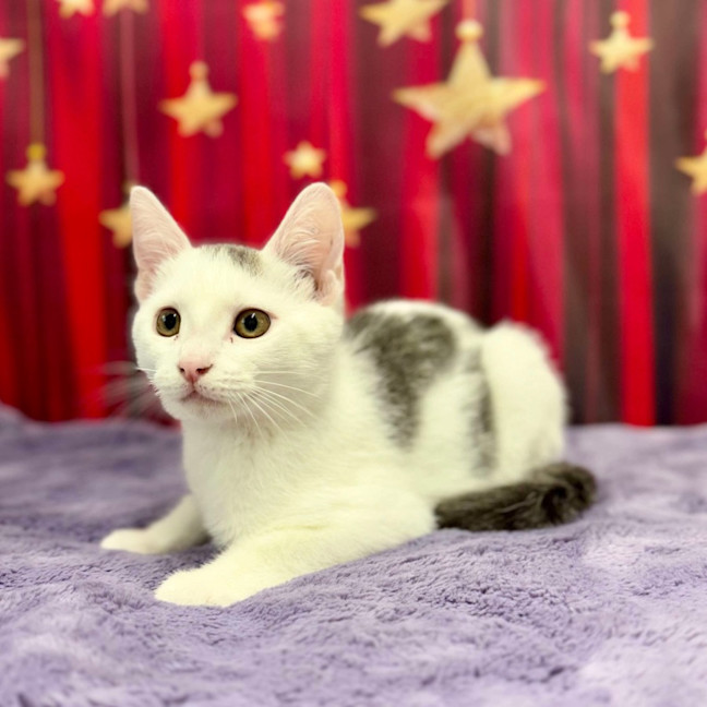 Photo of Bruce   Located In Blackburn North