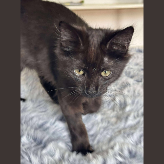 Photo of Buzz   6 Month Old Domestic Shorthair