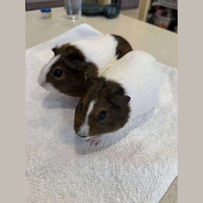 Photo of Charlie & Lola