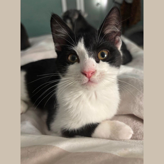 Photo of Squeaky Girl