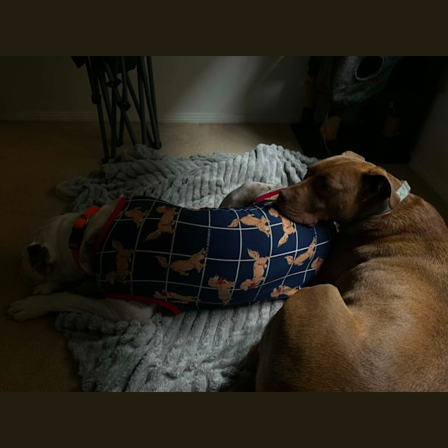 Photo of Jax   6 Year Old Mastiff X Labrador