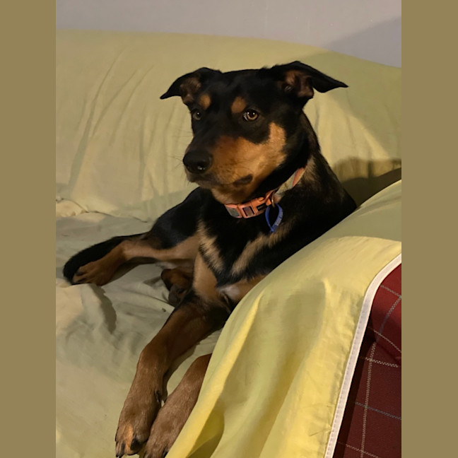 Photo of Rusty   1.5 Year Old Kelpie