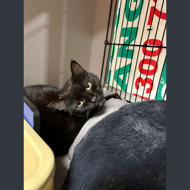 Photo of Salem