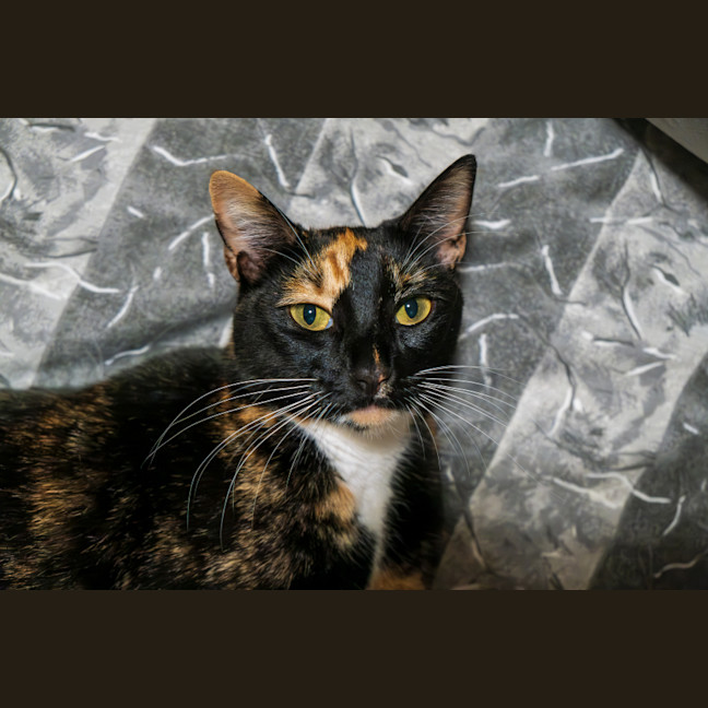 Photo of C954 Blossom