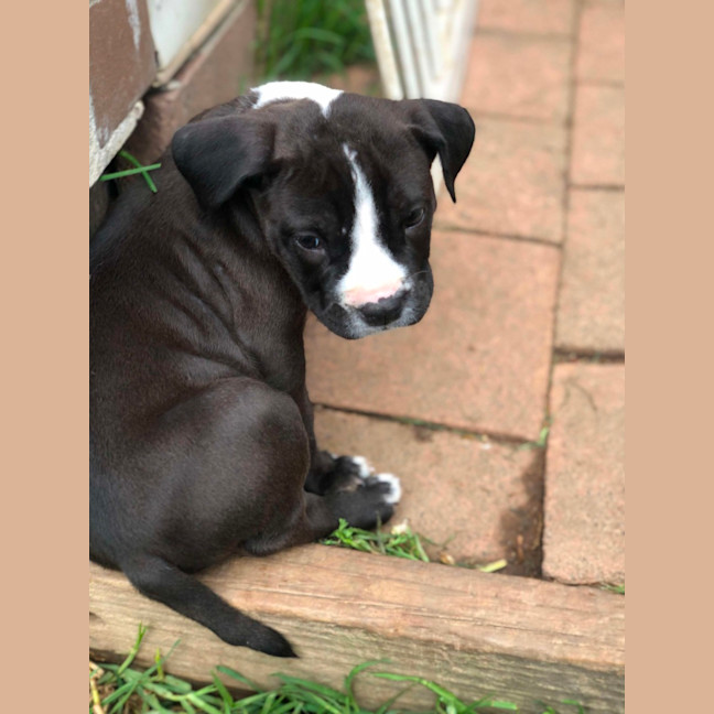 Photo of Staffy Pups