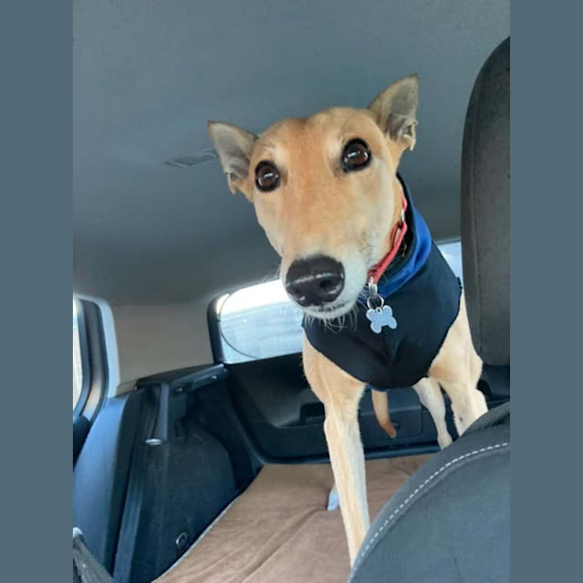 Photo of Clover The Greyhound
