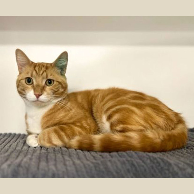 Photo of Rugby