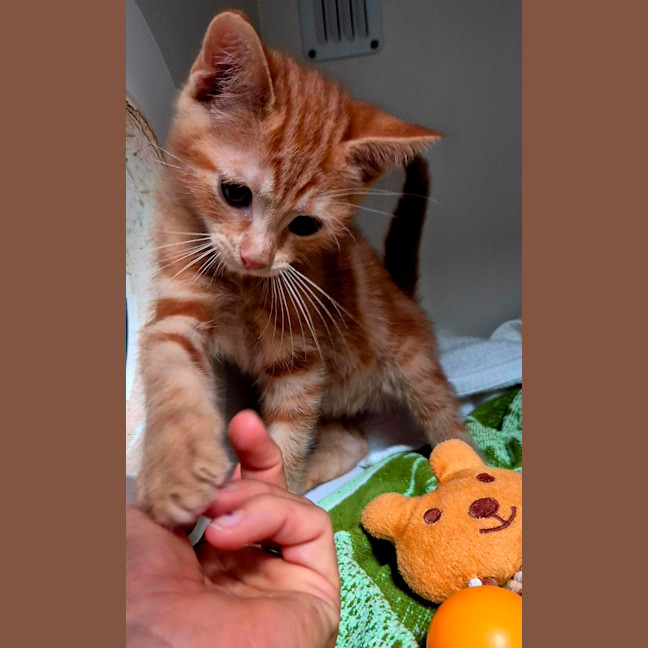 Photo of Blitzen (8908)