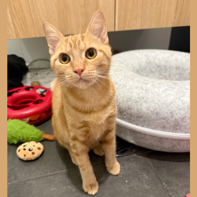 Photo of Apricot