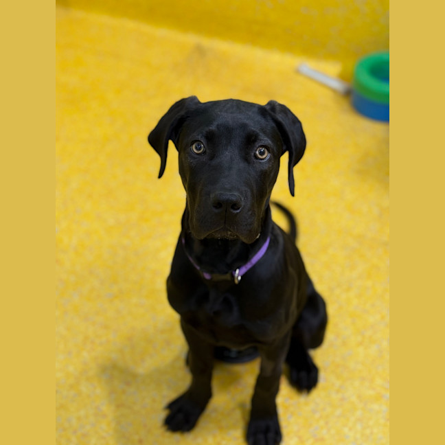 Photo of Moxie