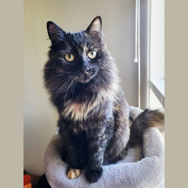 Photo of Suzi *9 Lives Project Rescue*