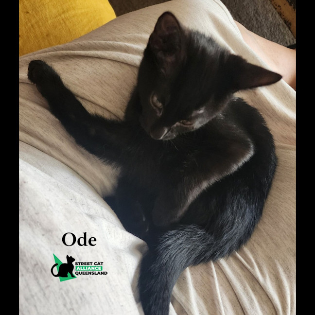 Photo of Ode