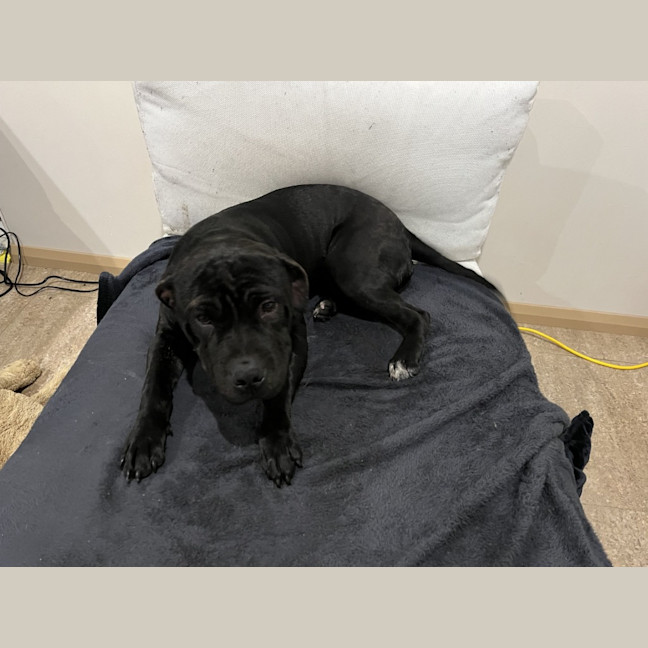 Photo of Sox (Nexie)