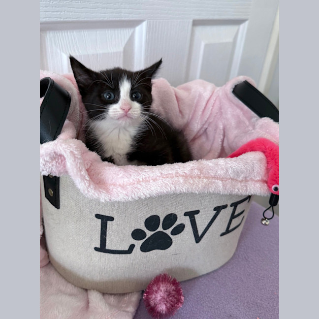 Photo of Addy 🌸🌸