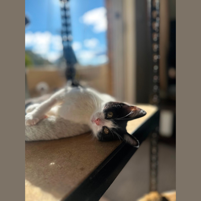 Photo of Little Chloe