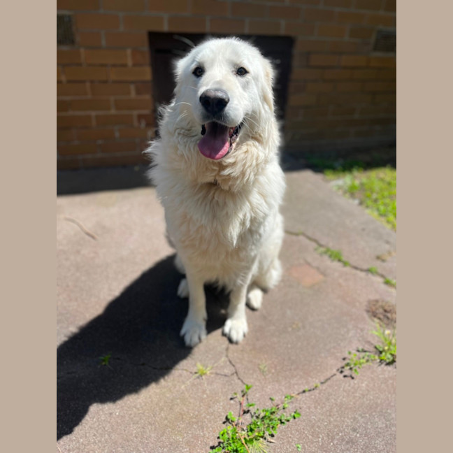 Photo of Luna *9 Lives Project Rescue*