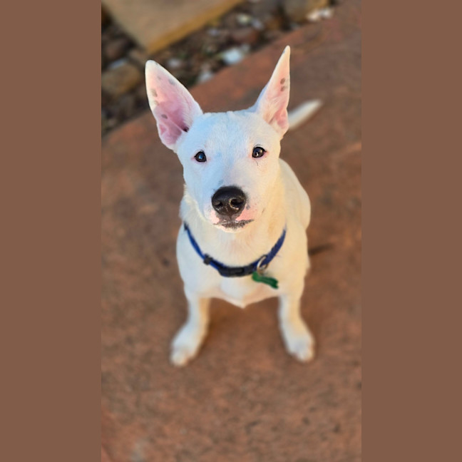 Photo of Goose