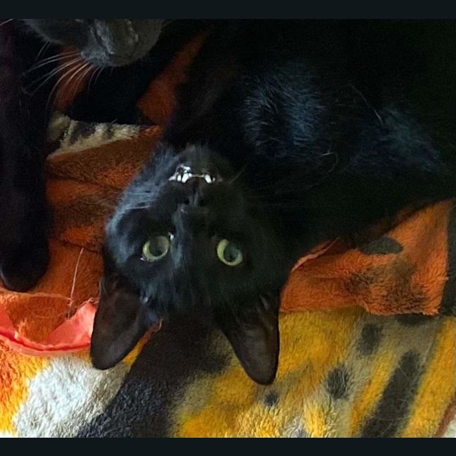 Photo of Cash And Yukon