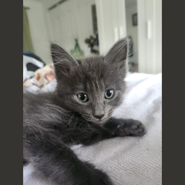 Photo of Bashful