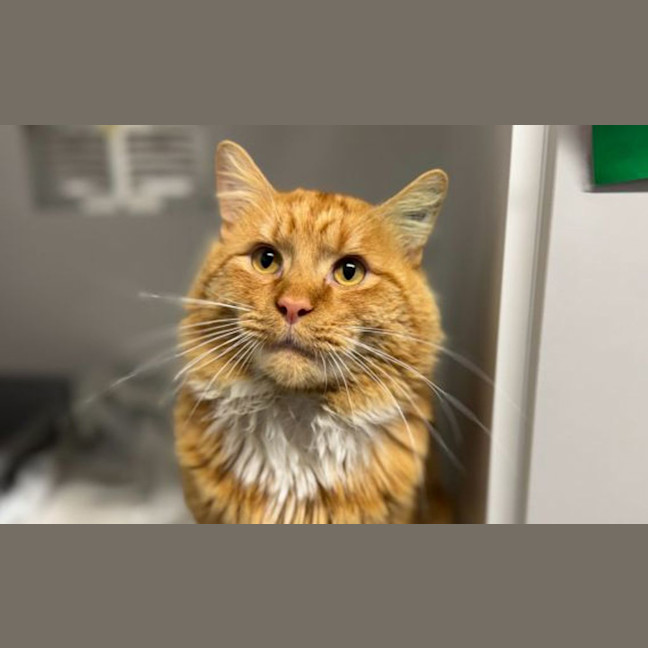 Photo of Ranger