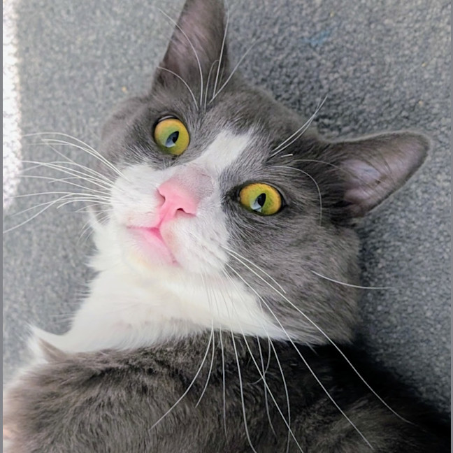 Photo of Pickles