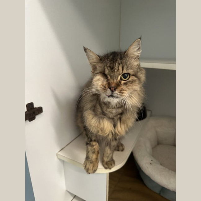 Photo of Smokey