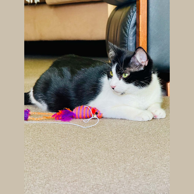 Photo of Mavis