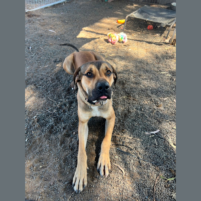 Photo of Bailey