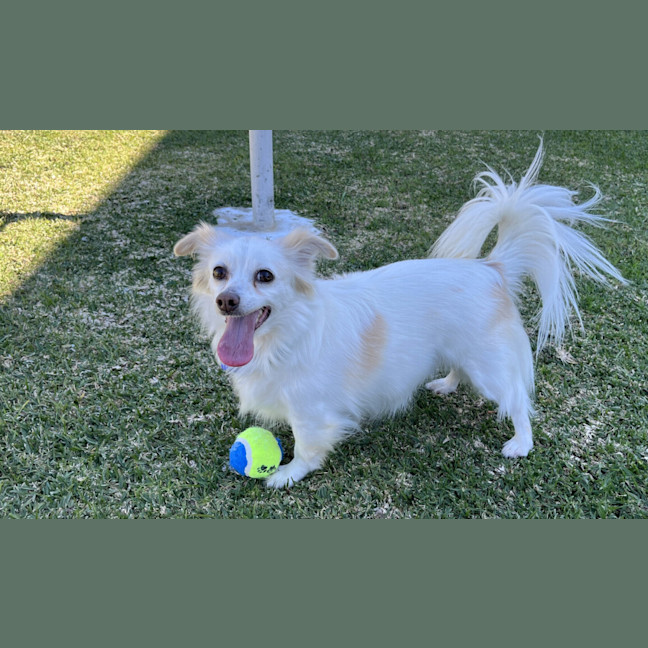 Photo of Jasper And Buttons💖(Buttons On Trial 28/7/24)