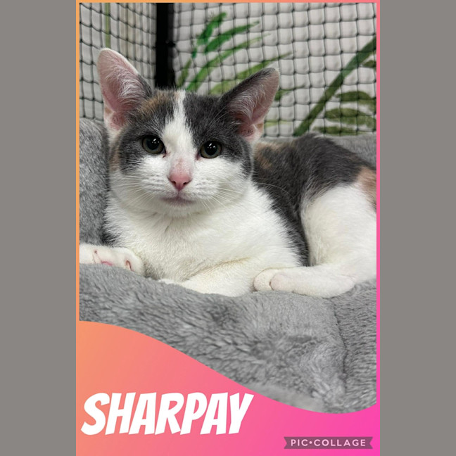 Photo of Sharpay