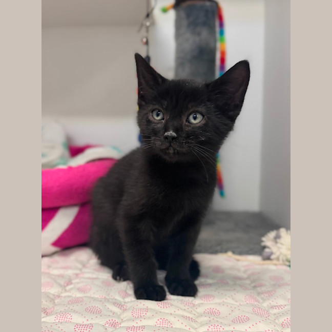 Photo of Frankie