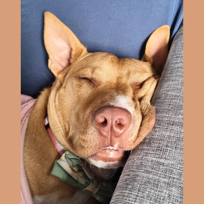 Photo of Peanut